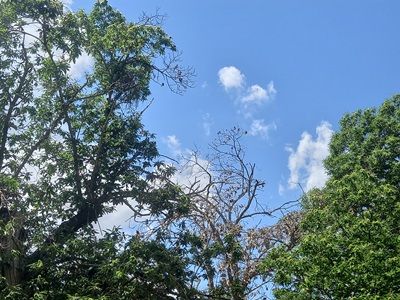 Albero malato di Phytophthora cinnamomi (Credits: Matteo Bertozzi Hnee University of Sustainable Development of Eberswalde)