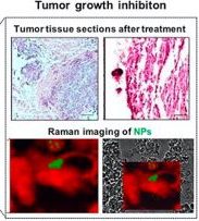 Le nanoparticelle (NPs) caricate con il farmaco e funzionalizzate con l'anticorpo anti-L1CAM interagiscono selettivamente con le cellule tumorali, determinando un accumulo localizzato nel tumore. Gli effetti del trattamento sono stati analizzati in vivo,