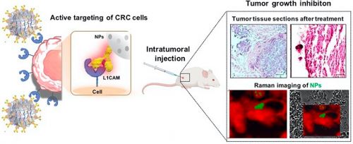 Le nanoparticelle (NPs) caricate con il farmaco e funzionalizzate con l'anticorpo anti-L1CAM interagiscono selettivamente con le cellule tumorali, determinando un accumulo localizzato nel tumore. Gli effetti del trattamento sono stati analizzati in vivo,